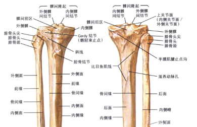刘国辉复杂胫骨平台骨折的手术治疗策略及病例分享