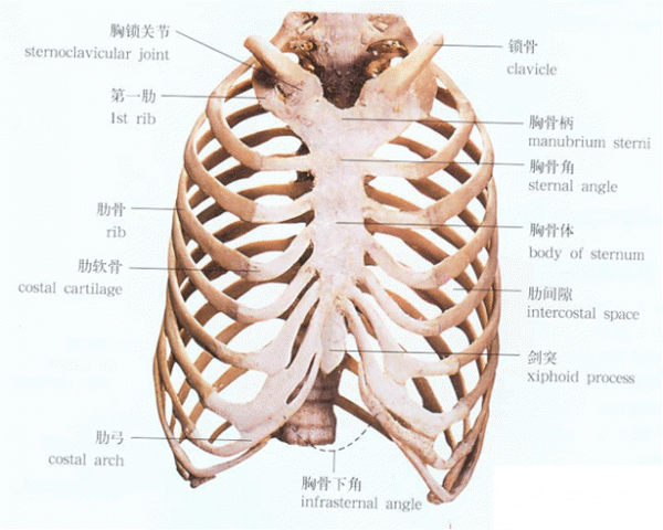 胸骨角解剖图片图片