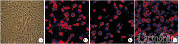 第3代細胞cd34,cd133,vwf免疫熒光染色均為陽性.