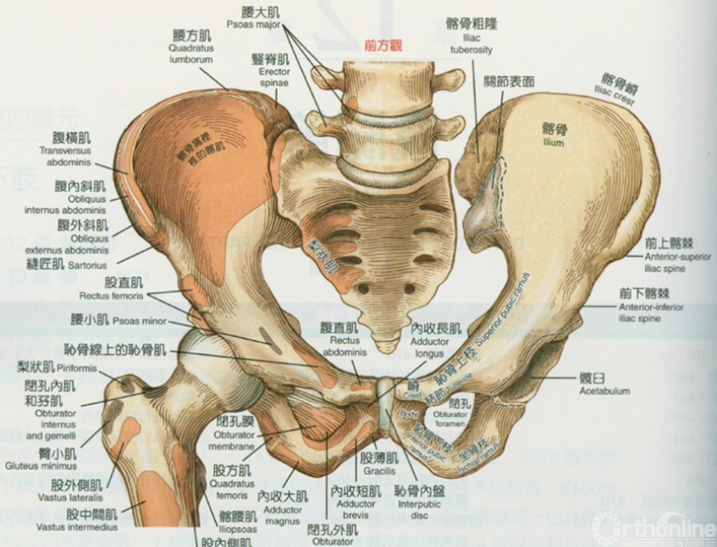 女性骨盆肌肉结构图解图片