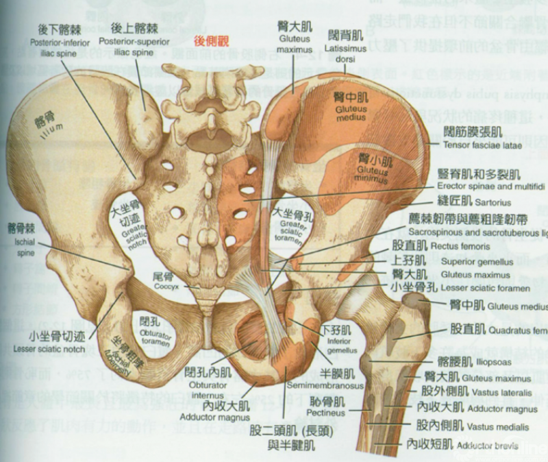 收藏图文解析髋关节周围的重要肌肉群