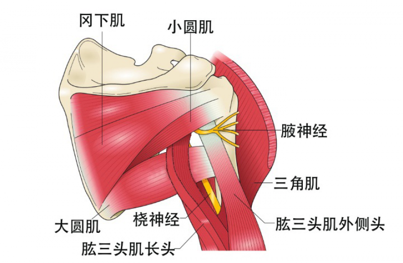 解剖及变异腋神经与桡神经同起自后束