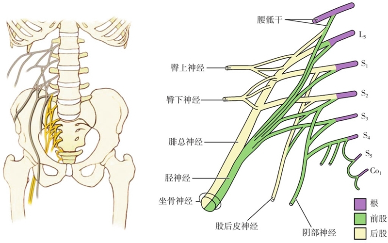 腰椎神经根解剖图图片