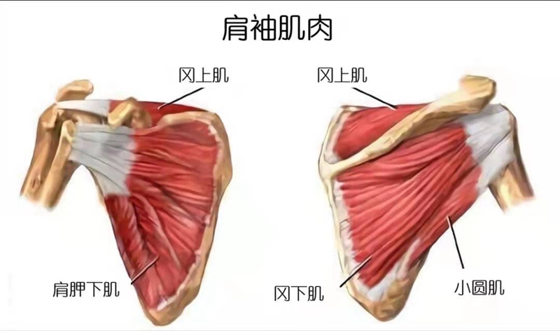 肩胛下肌 解剖图片